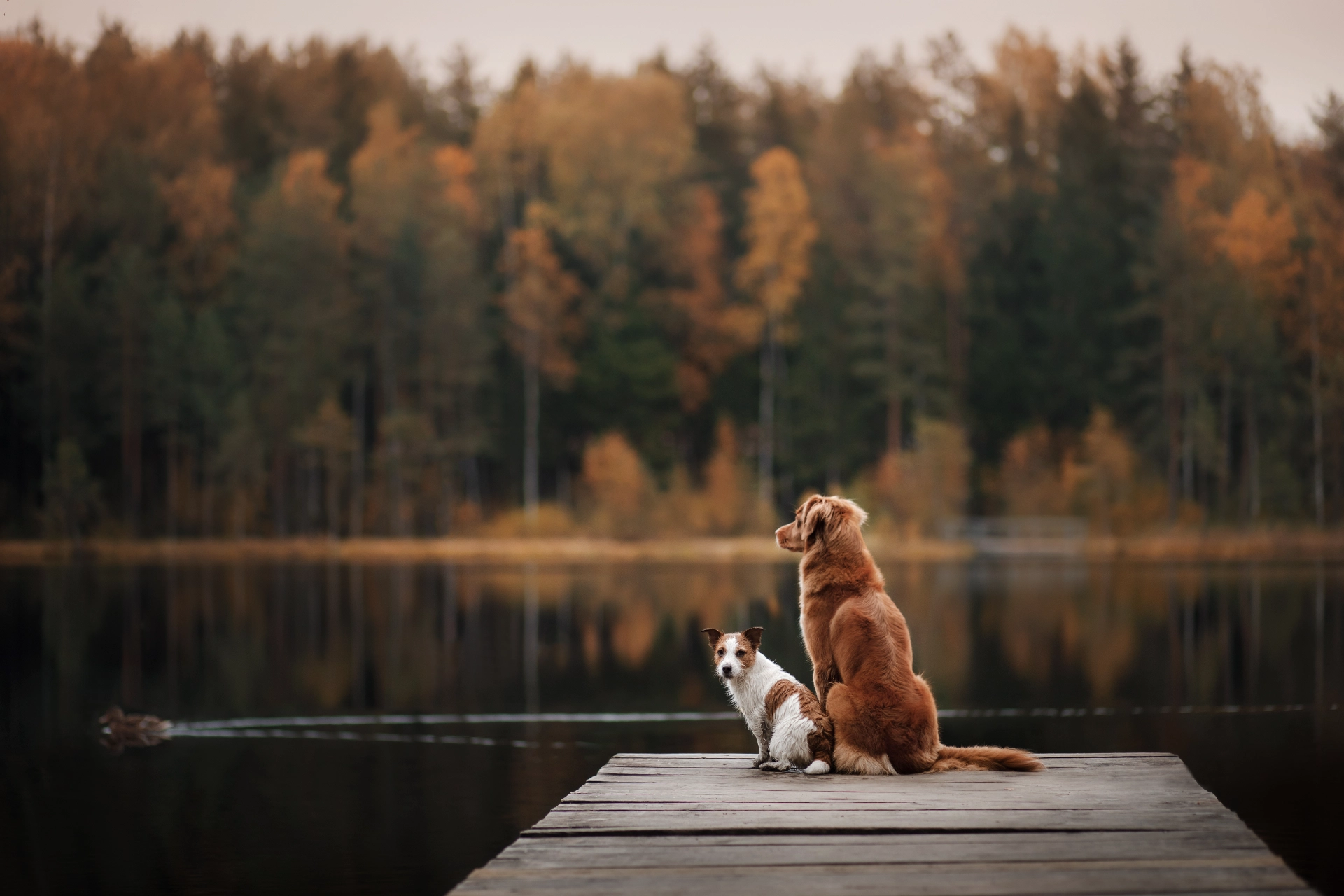 Two dogs on a peir Dog Walks Near Me
