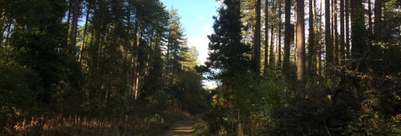 Featured image for Newborough Forest