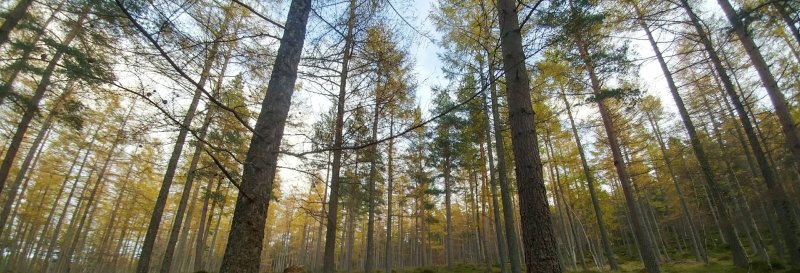 Featured image for Glen Tanar