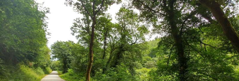 Featured image for Cardinham Woods