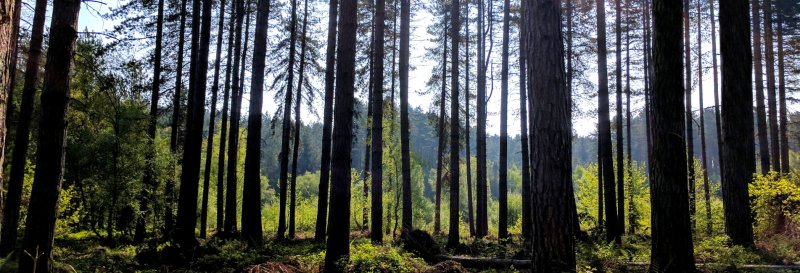 Featured image for Sherwood Forest