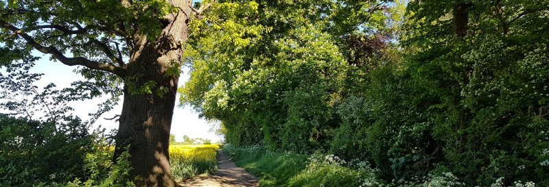 Featured image for The Outwoods