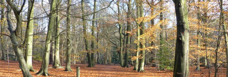 Thorndon Country Park