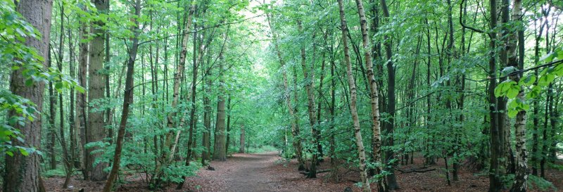 Willingham Woods