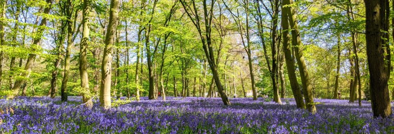 Featured image for Epping Forest