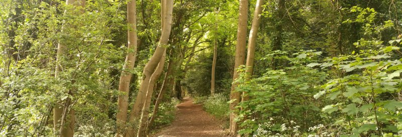 Featured image for Foxley Wood