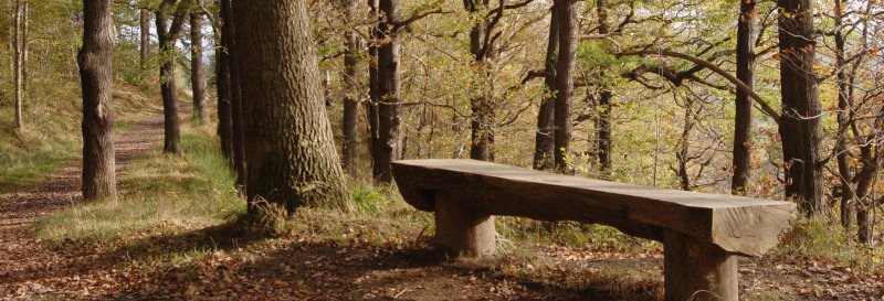 Featured image for Chopwell Wood