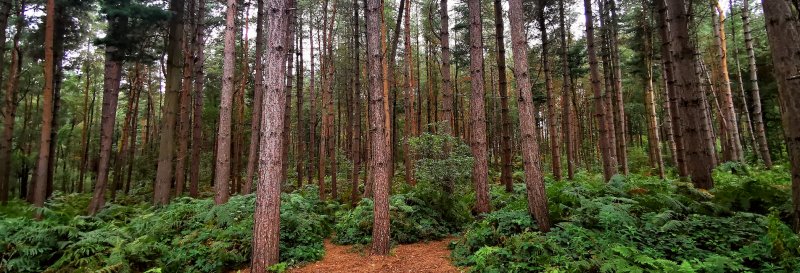 Delamere Forest