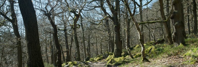 Padley Gorge