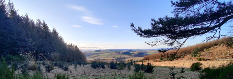 Featured image for Kirkhill Forest
