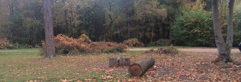 Featured image for West Walk