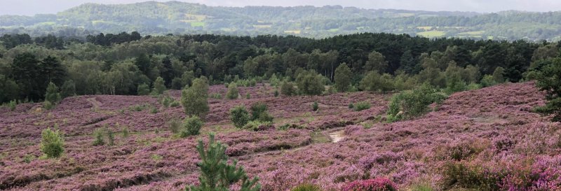 Featured image for Liss Forest