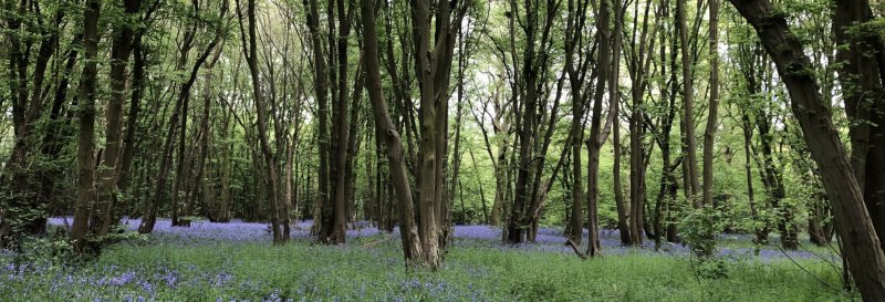Featured image for Heartwood Forest