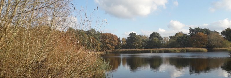 Frensham Little Pond
