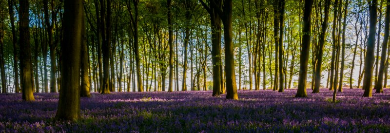 Featured image for King's Wood