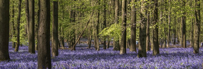 Featured image for Ashridge Estate