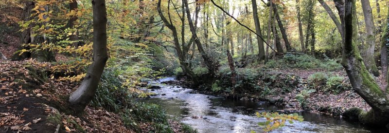 Featured image for Rivelin Valley Nature Trail