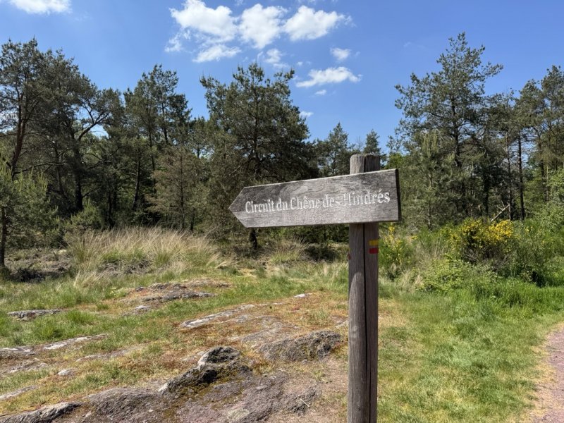 Featured image for Circuit du Chêne des Hindrés