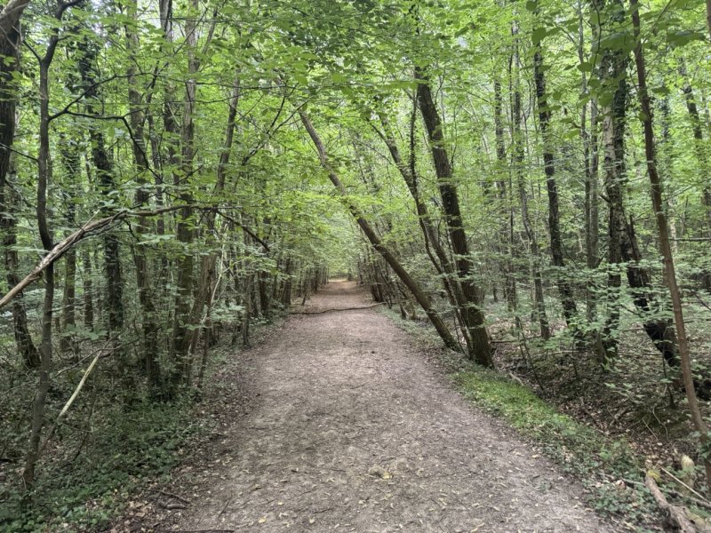 Featured image for Upperford Copse, Forest of Bere