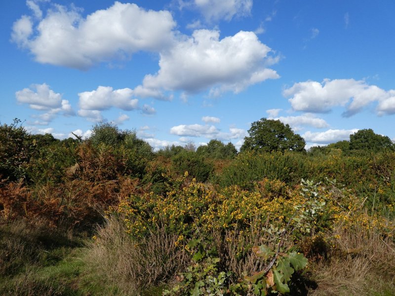 Featured image for Hartlebury Common
