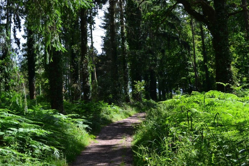 Featured image for Spearywell Woods