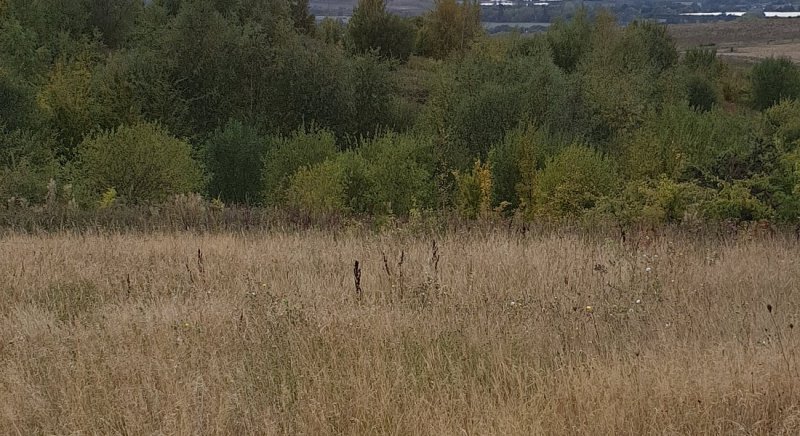 Featured image for Victory Wood