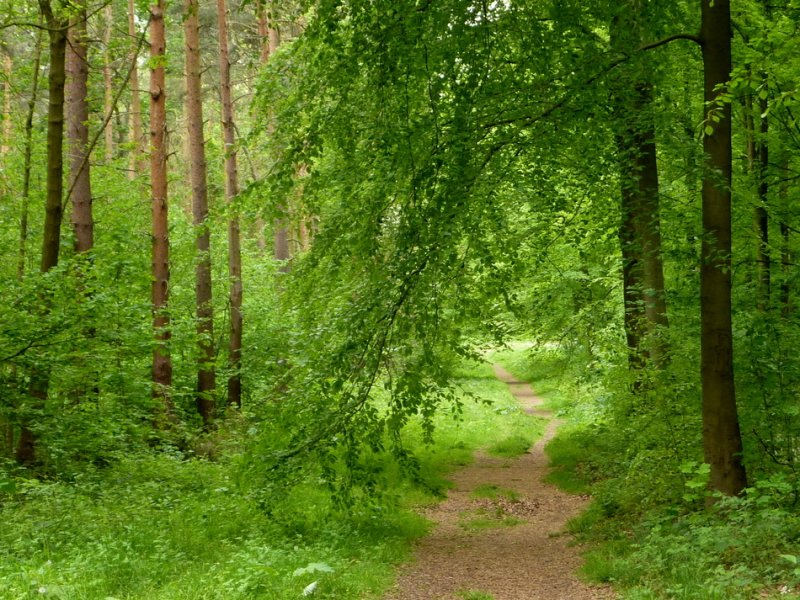 Featured image for Whitwell Wood
