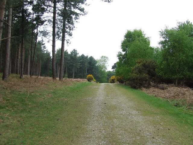 Featured image for Rendlesham Forest