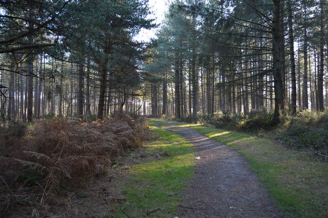 Featured image for Wytch Heath