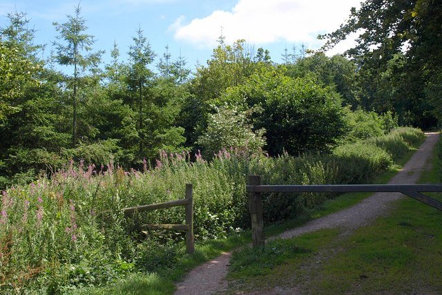 Featured image for Wind Down Woods