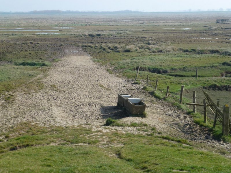 Featured image for Kirton Marsh