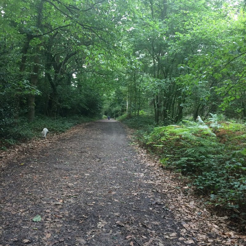 Featured image for Joyden’s Wood