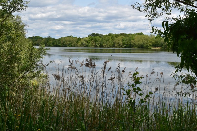 Featured image for Dinton Pastures Country Park