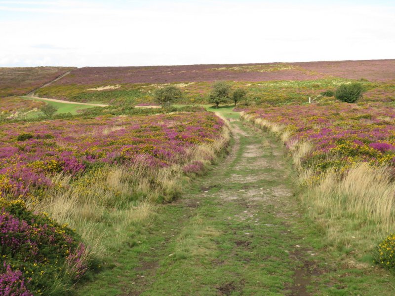 Featured image for Ramscombe (Great Wood Quantocks)