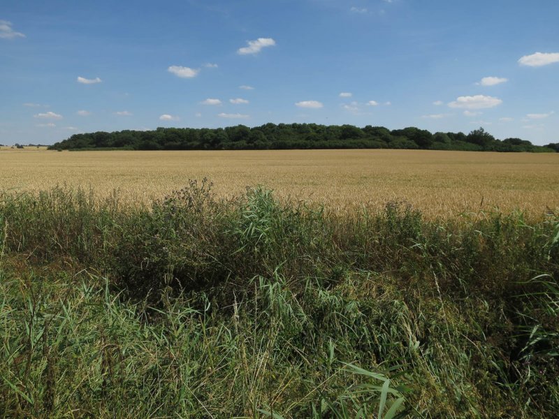 Featured image for Lady’s Wood