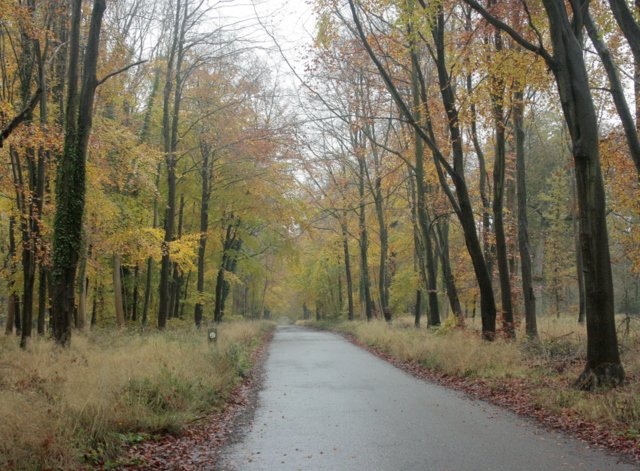 Featured image for Savernake Forest