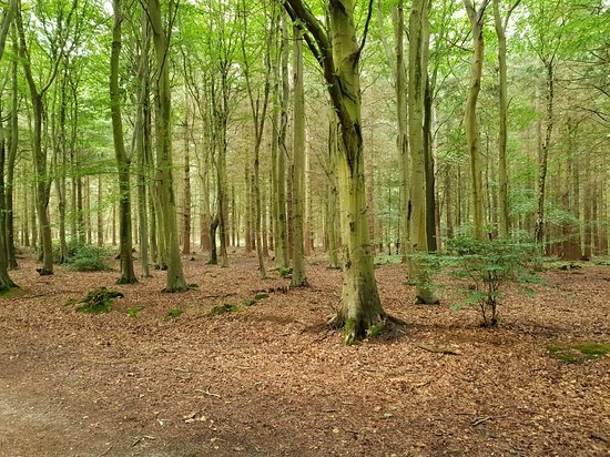 Bacton Wood