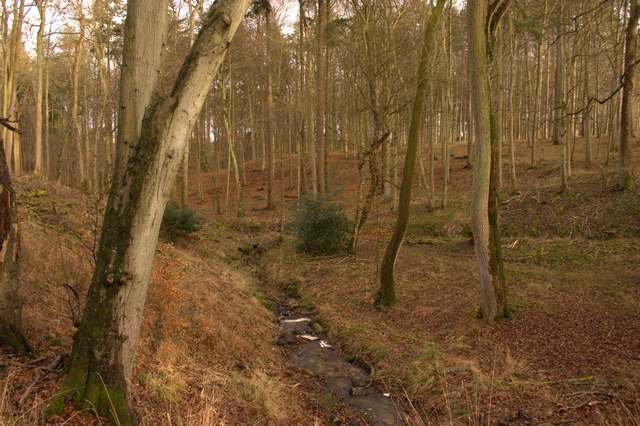 Featured image for Bagley Wood