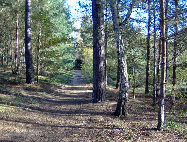 Featured image for Blidworth Woods