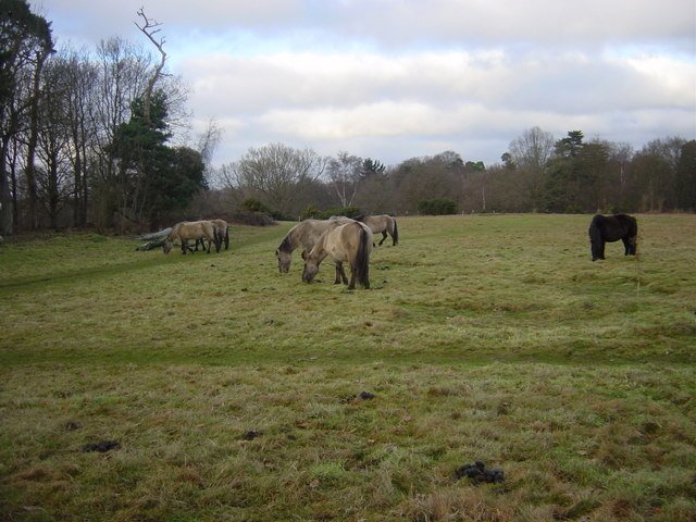 Featured image for Hothfield Heathlands Nature Reserve