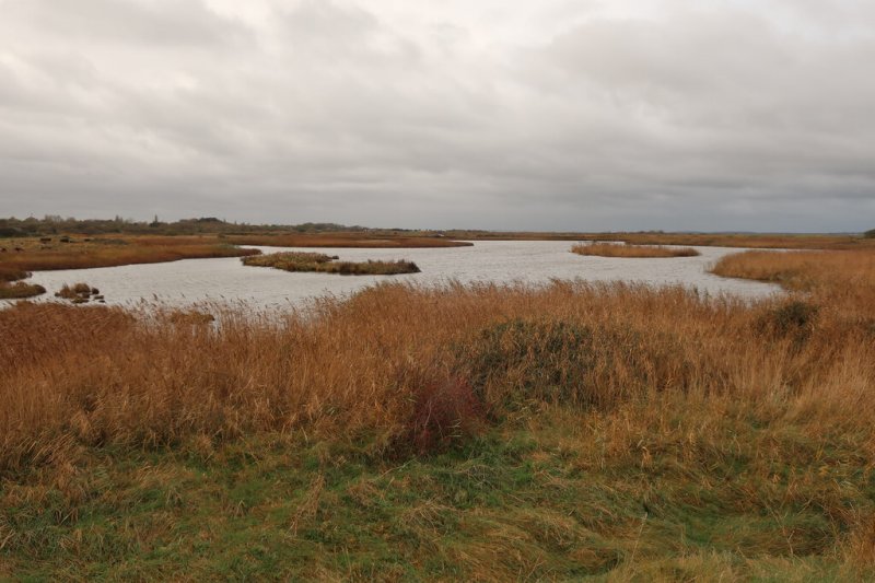 Featured image for Oare Marshes Nature Reserve