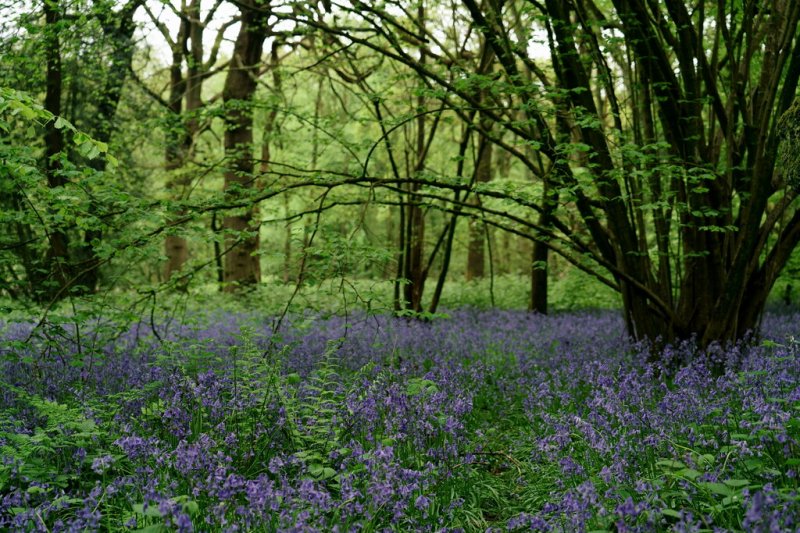 Featured image for Banstead Wood & Chipstead Downs Nature Reserve