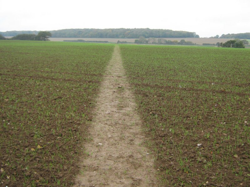 Featured image for Singledge Wood