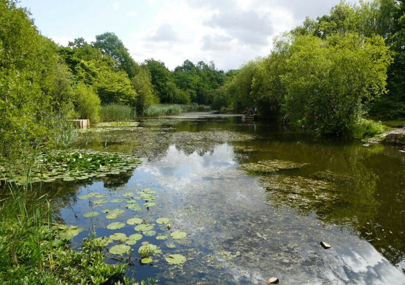 Featured image for Shorne Woods Country Park