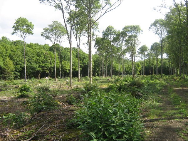 Dering Wood