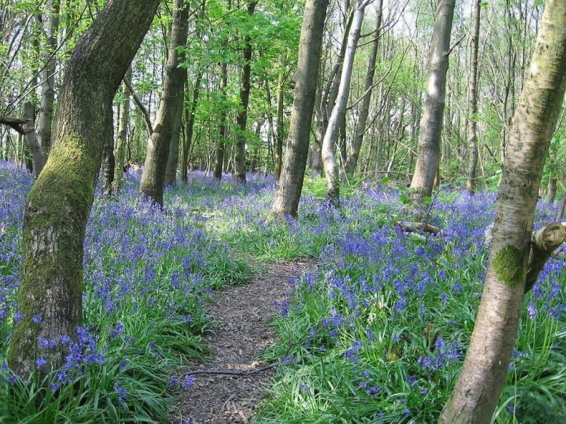 Featured image for Reinden Wood