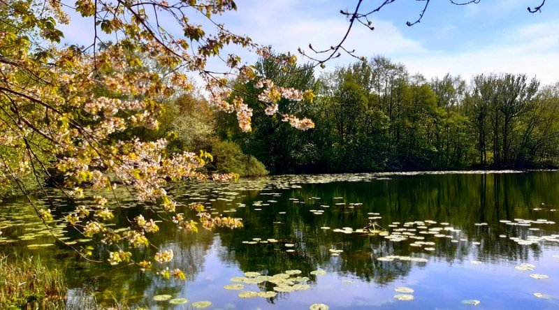 Featured image for Sandwell Valley Country Park
