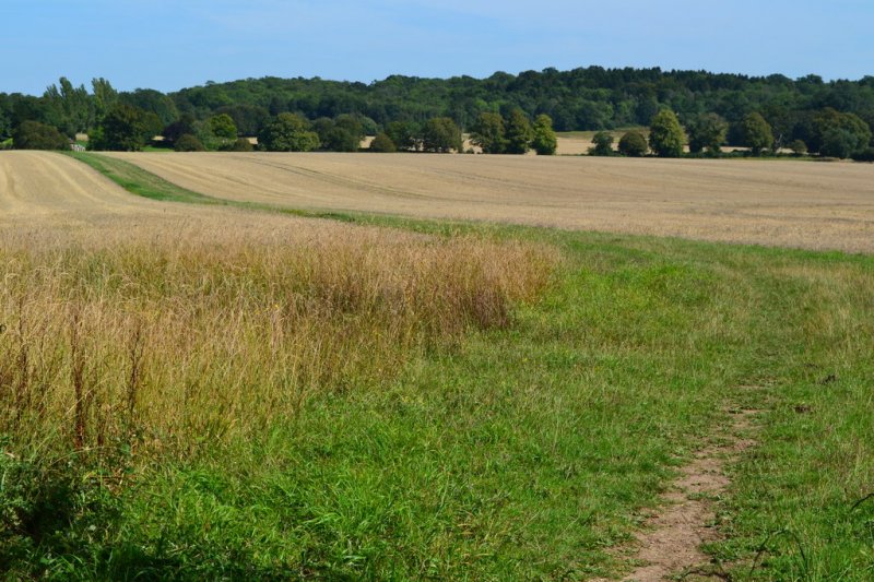 Bentley Woods and Pitton