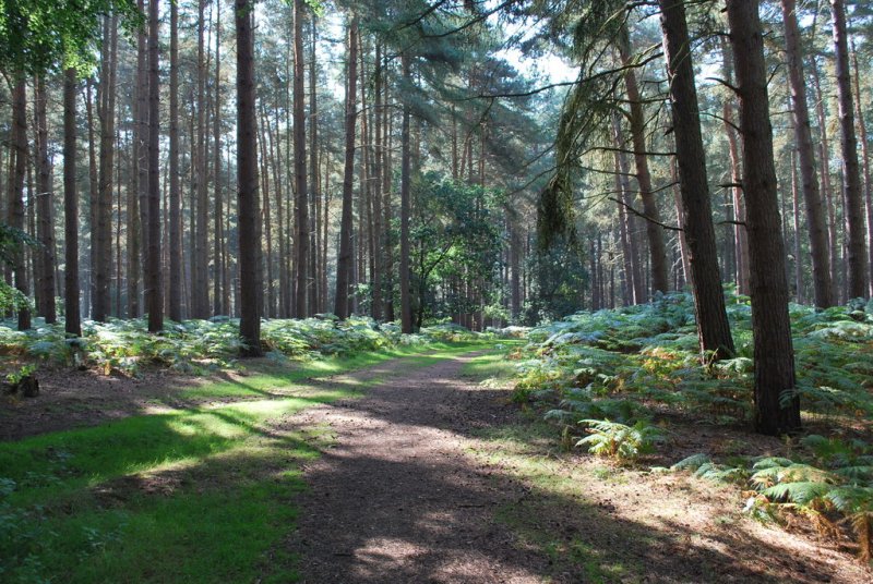 Featured image for Chicksands Wood