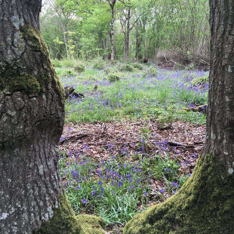 Featured image for Clanger Wood